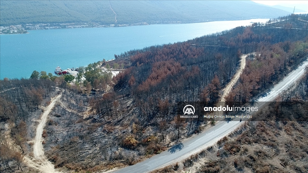 Muğla'da yanan ormanlık alanlar yeniden yeşeriyor