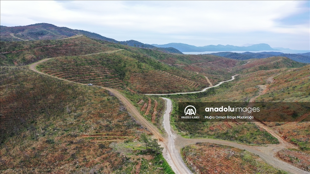 Muğla'da yanan ormanlık alanlar yeniden yeşeriyor