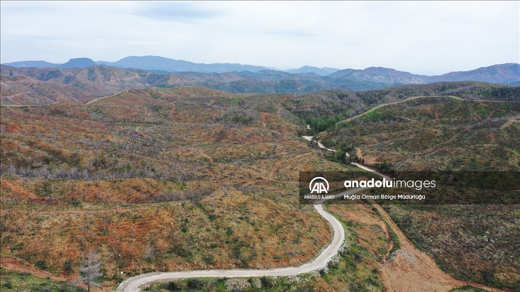Muğla'da yanan ormanlık alanlar yeniden yeşeriyor
