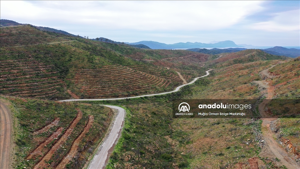 Muğla'da yanan ormanlık alanlar yeniden yeşeriyor