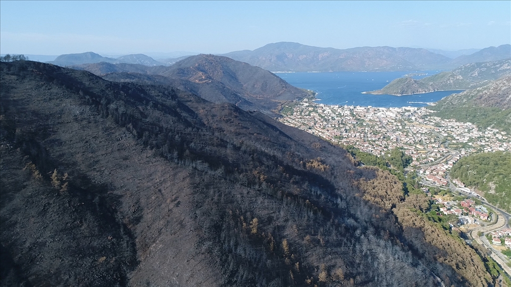 Muğla'da yanan ormanlık alanlar yeniden yeşeriyor
