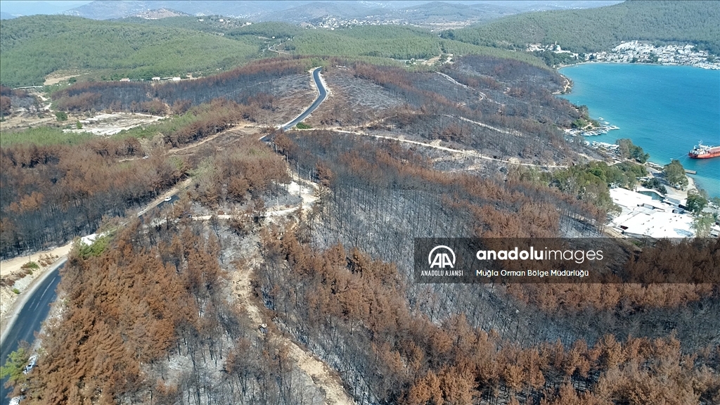 Muğla'da yanan ormanlık alanlar yeniden yeşeriyor