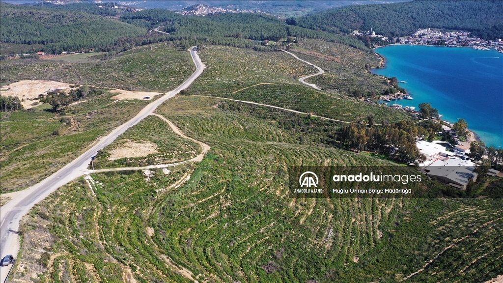 Muğla'da yanan ormanlık alanlar yeniden yeşeriyor