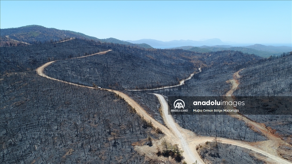 Muğla'da yanan ormanlık alanlar yeniden yeşeriyor