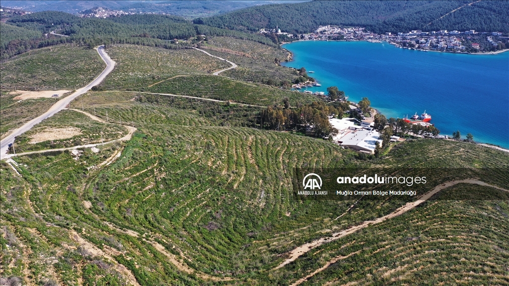 Muğla'da yanan ormanlık alanlar yeniden yeşeriyor