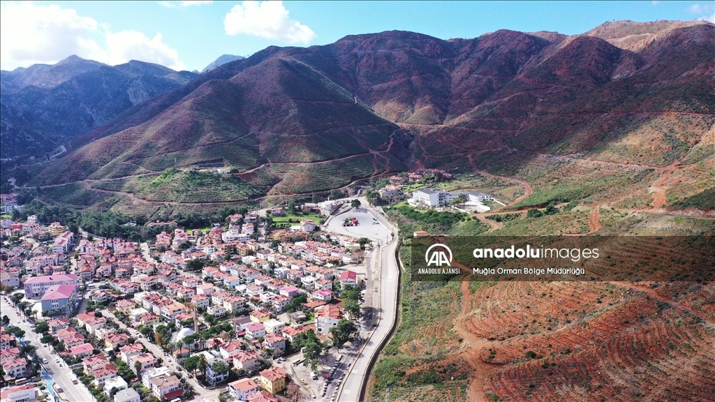 Muğla'da yanan ormanlık alanlar yeniden yeşeriyor