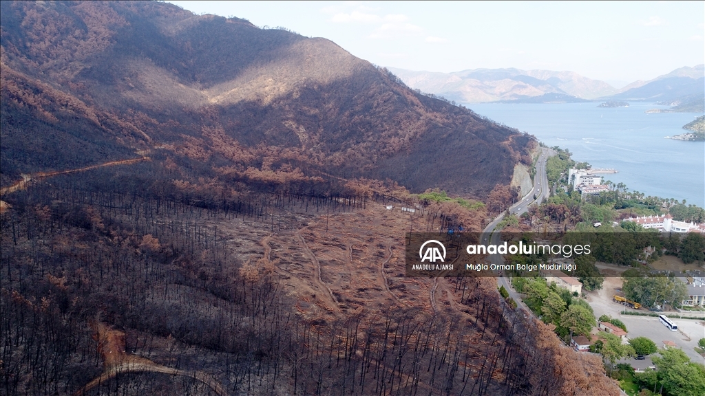 Muğla'da yanan ormanlık alanlar yeniden yeşeriyor