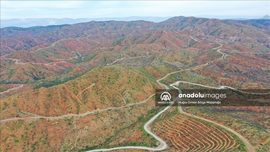 Muğla'da yanan ormanlık alanlar yeniden yeşeriyor