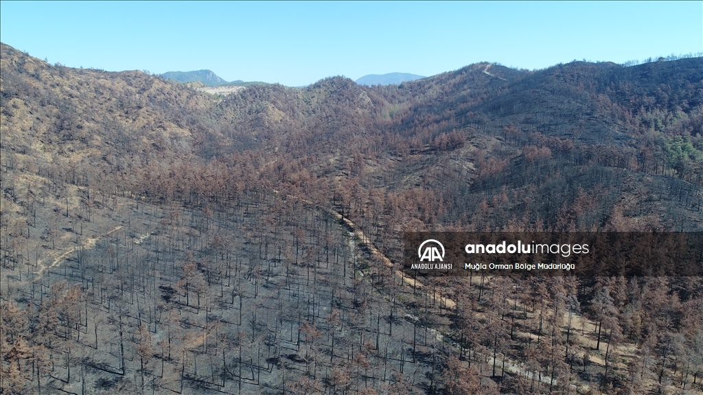 Muğla'da yanan ormanlık alanlar yeniden yeşeriyor