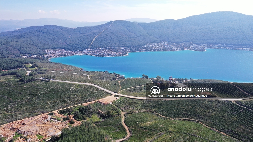 Muğla'da yanan ormanlık alanlar yeniden yeşeriyor