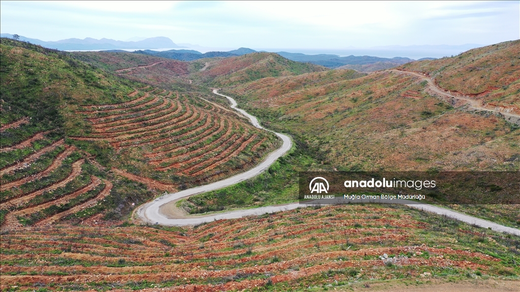 Muğla'da yanan ormanlık alanlar yeniden yeşeriyor