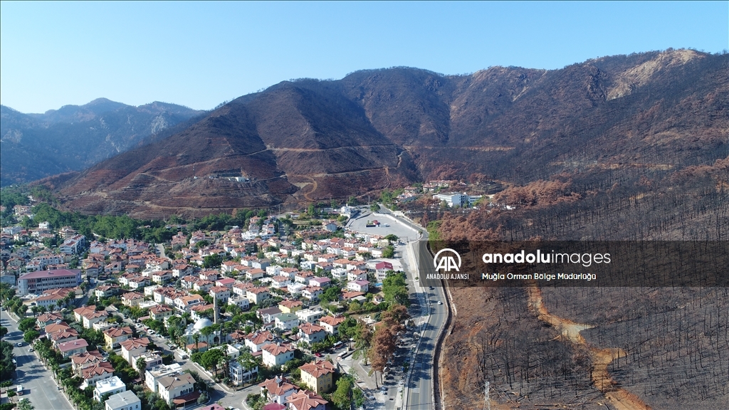 Muğla'da yanan ormanlık alanlar yeniden yeşeriyor