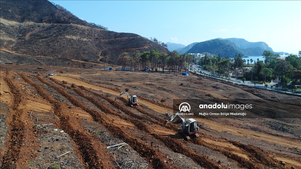 Muğla'da yanan ormanlık alanlar yeniden yeşeriyor
