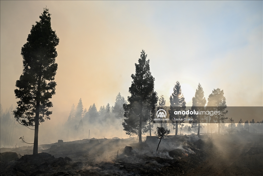 ABD'de 94 farklı bölgede çıkan orman yangınları sürüyor