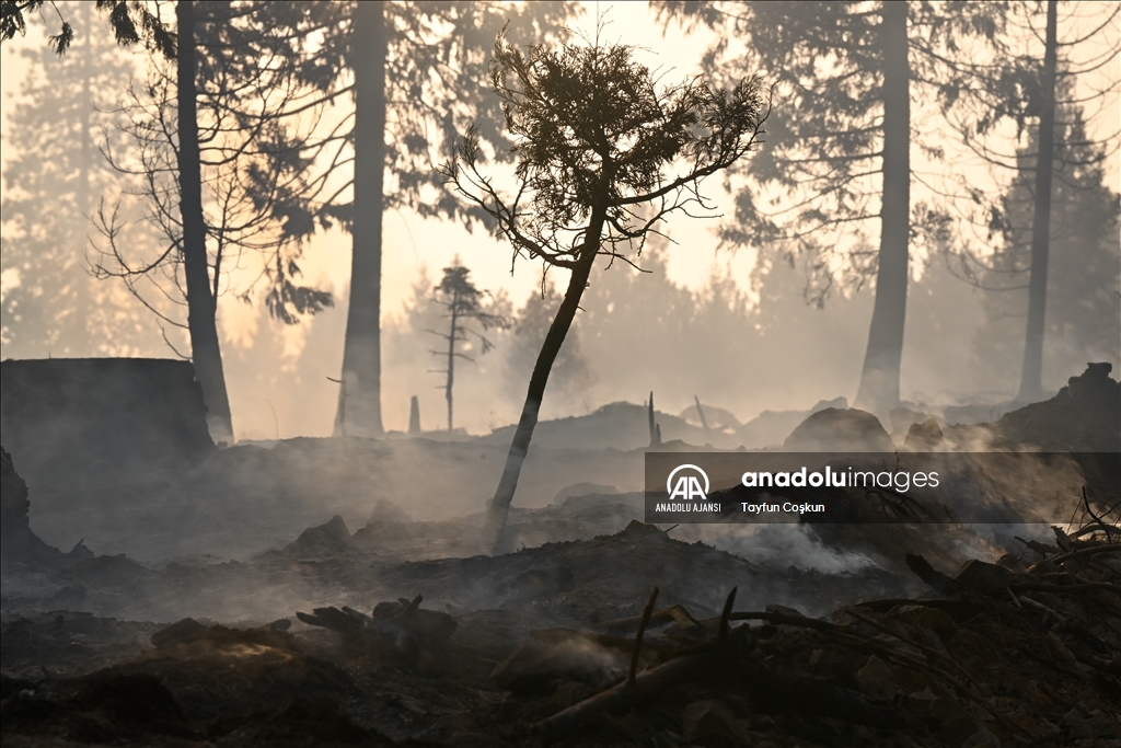 ABD'de 94 farklı bölgede çıkan orman yangınları sürüyor