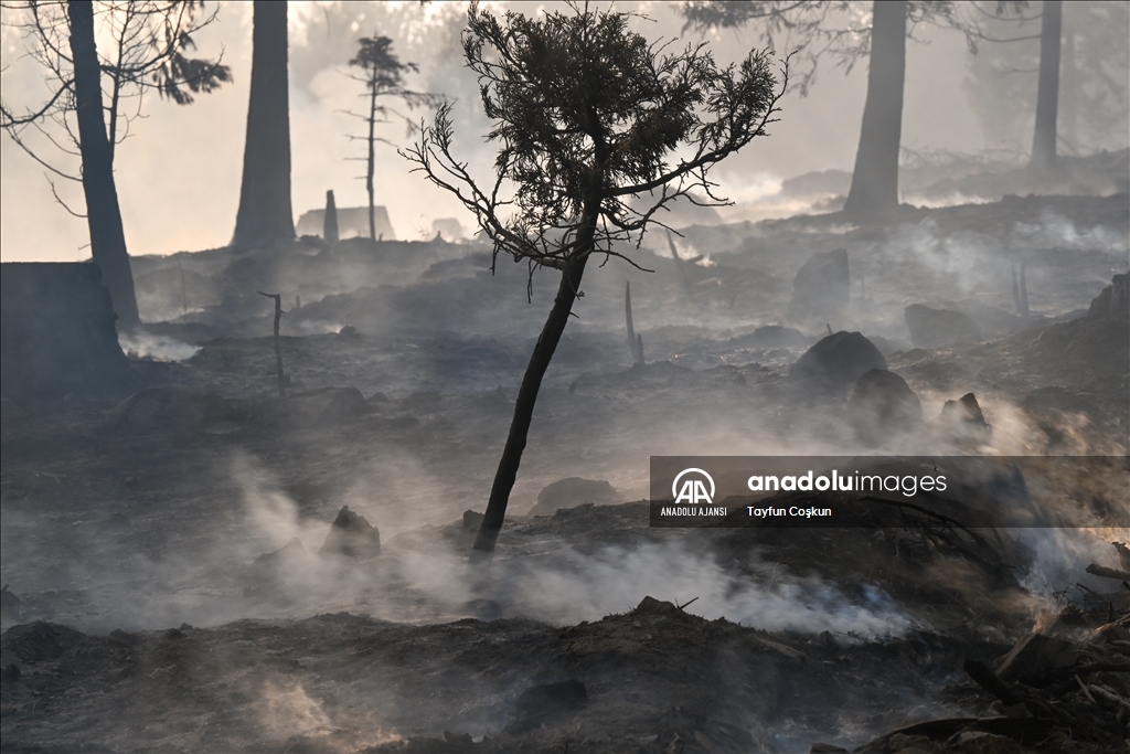 ABD'de 94 farklı bölgede çıkan orman yangınları sürüyor