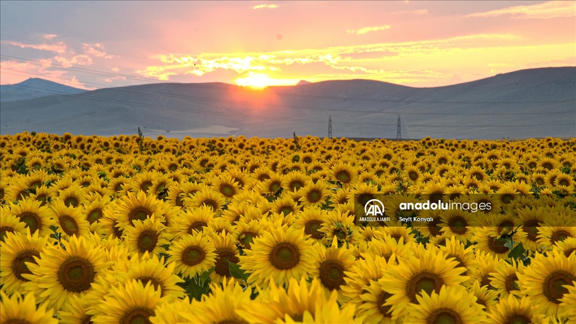 Konya Ovası'nın ayçiçeği tarlaları