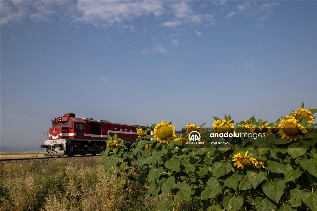 Konya Ovası'nın ayçiçeği tarlaları