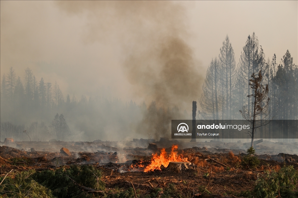 ABD'de 94 farklı bölgede çıkan orman yangınları sürüyor