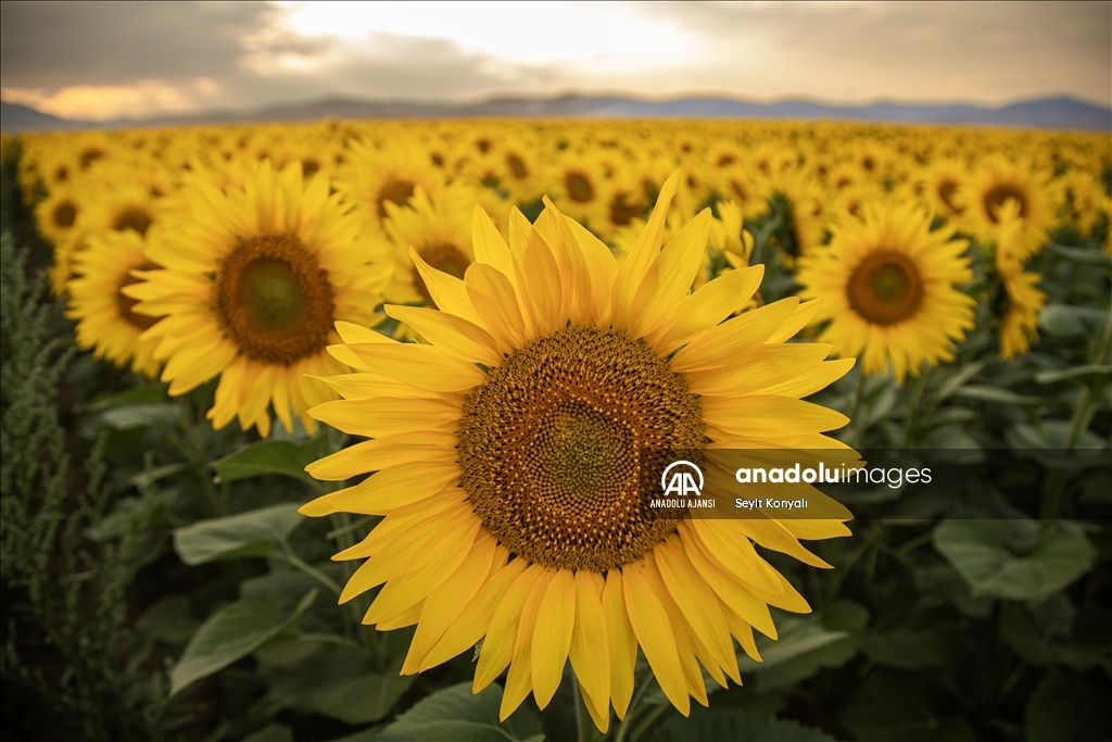 Konya Ovası'nın ayçiçeği tarlaları