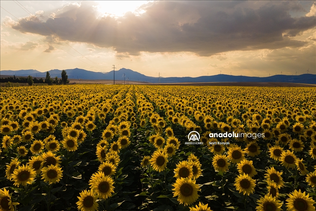 Konya Ovası'nın ayçiçeği tarlaları