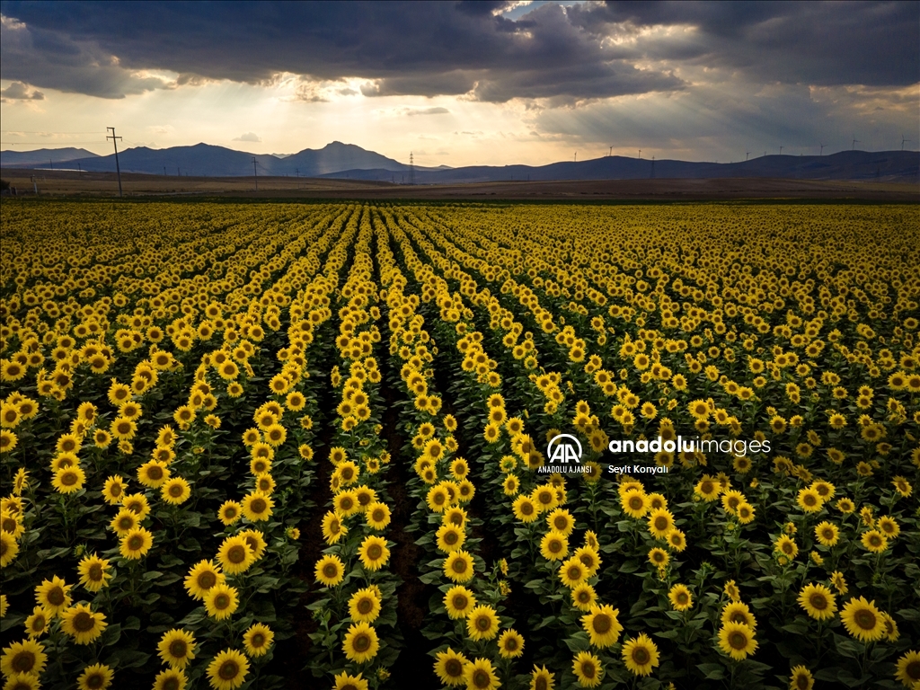 Konya Ovası'nın ayçiçeği tarlaları
