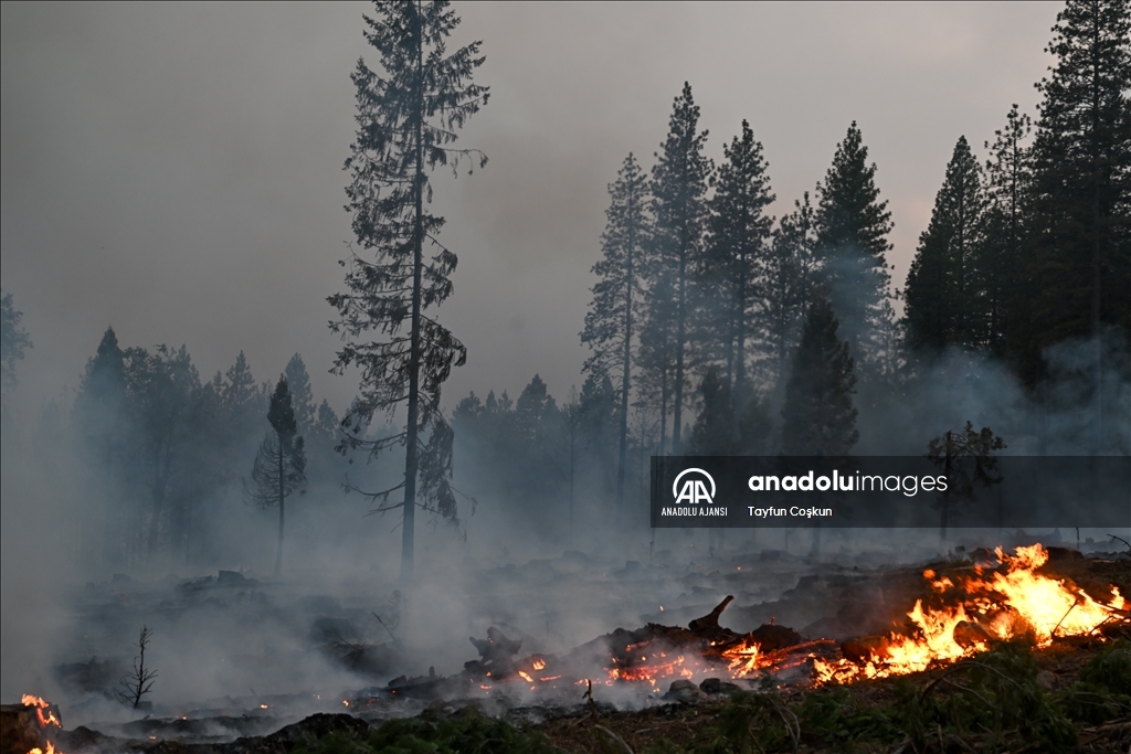 ABD'de 94 farklı bölgede çıkan orman yangınları sürüyor