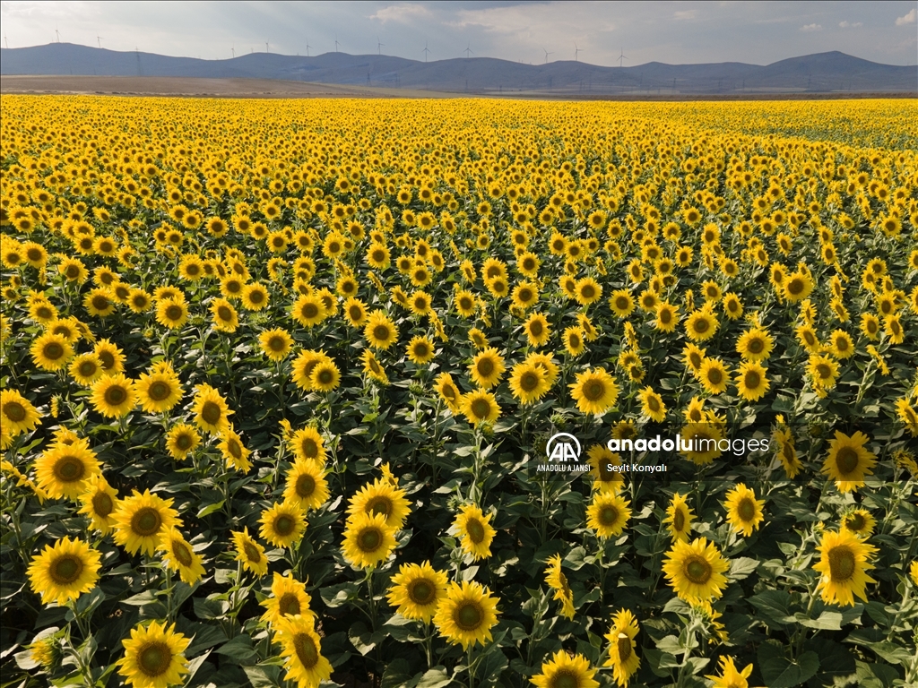 Konya Ovası'nın ayçiçeği tarlaları