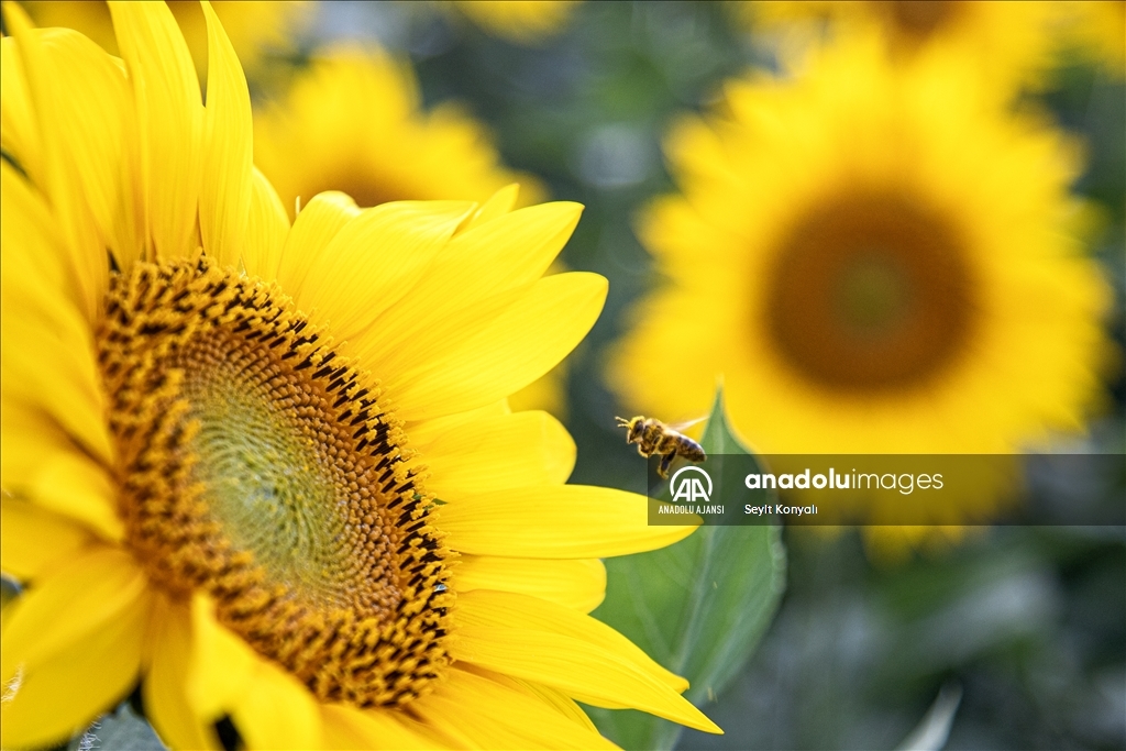 Konya Ovası'nın ayçiçeği tarlaları