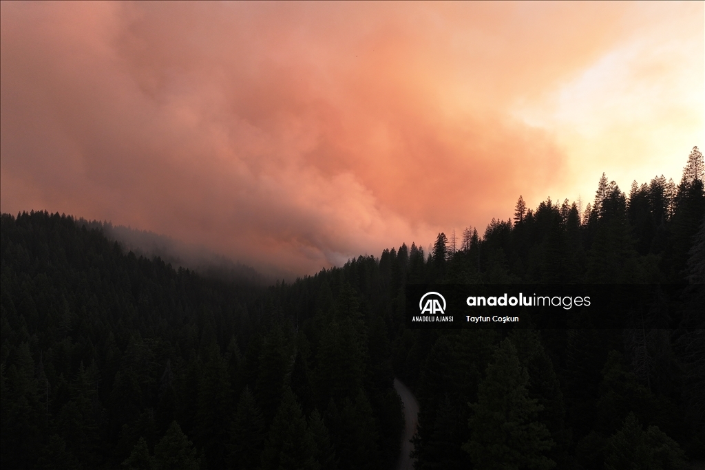 ABD'de 94 farklı bölgede çıkan orman yangınları sürüyor