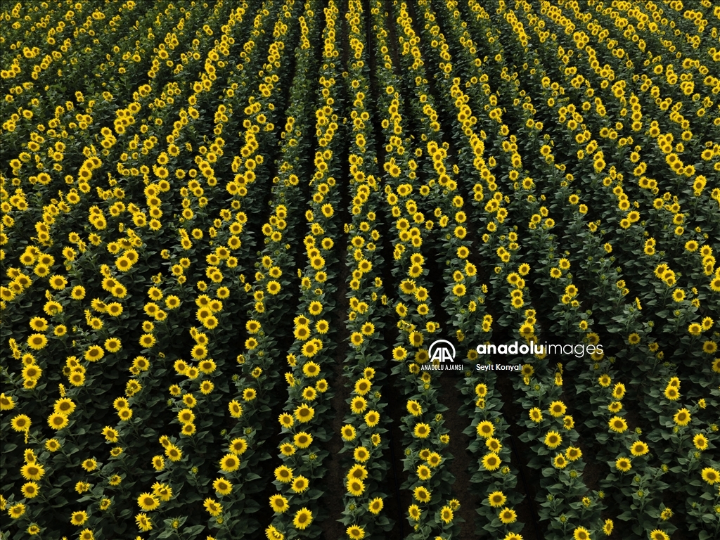 Konya Ovası'nın ayçiçeği tarlaları