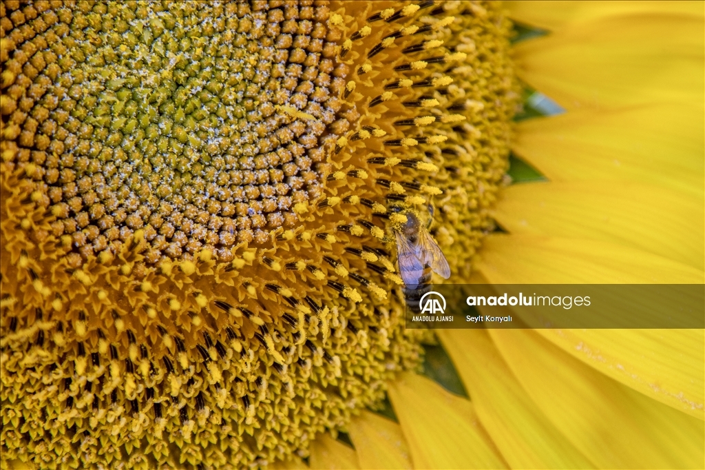 Konya Ovası'nın ayçiçeği tarlaları