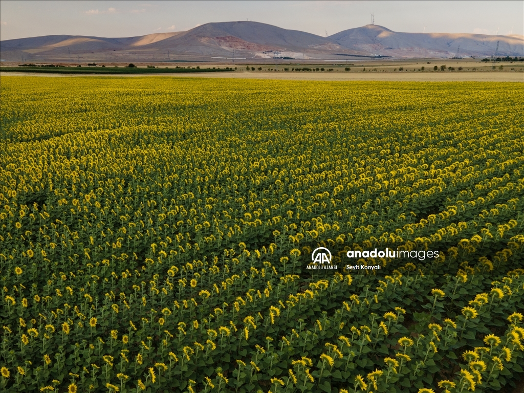 Konya Ovası'nın ayçiçeği tarlaları