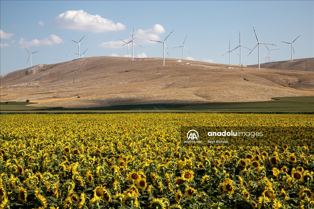 Konya Ovası'nın ayçiçeği tarlaları