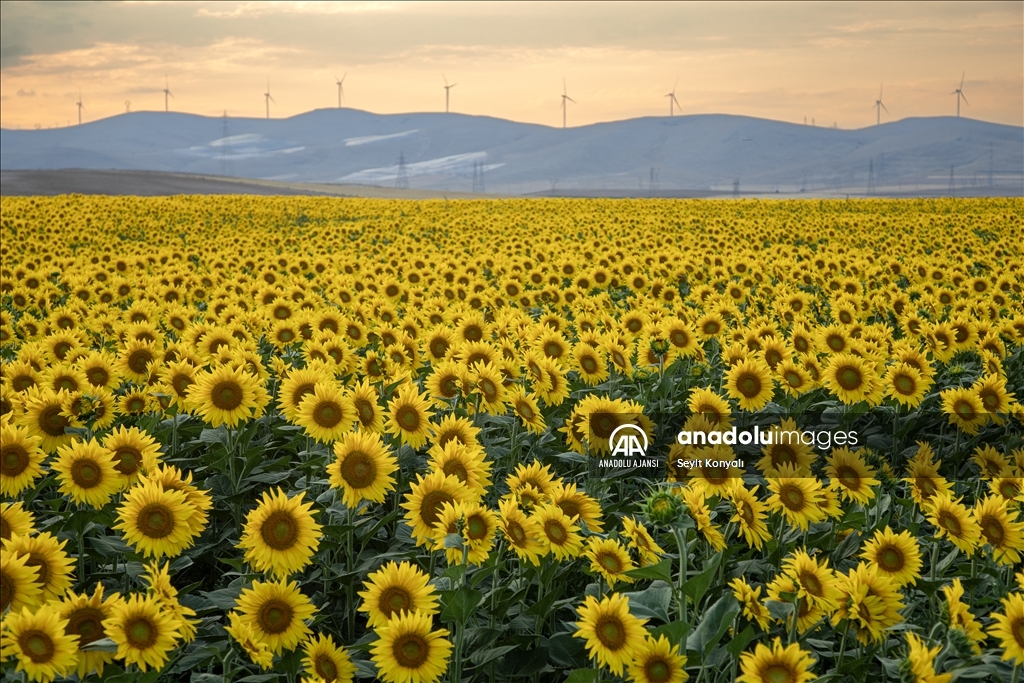 Konya Ovası'nın ayçiçeği tarlaları