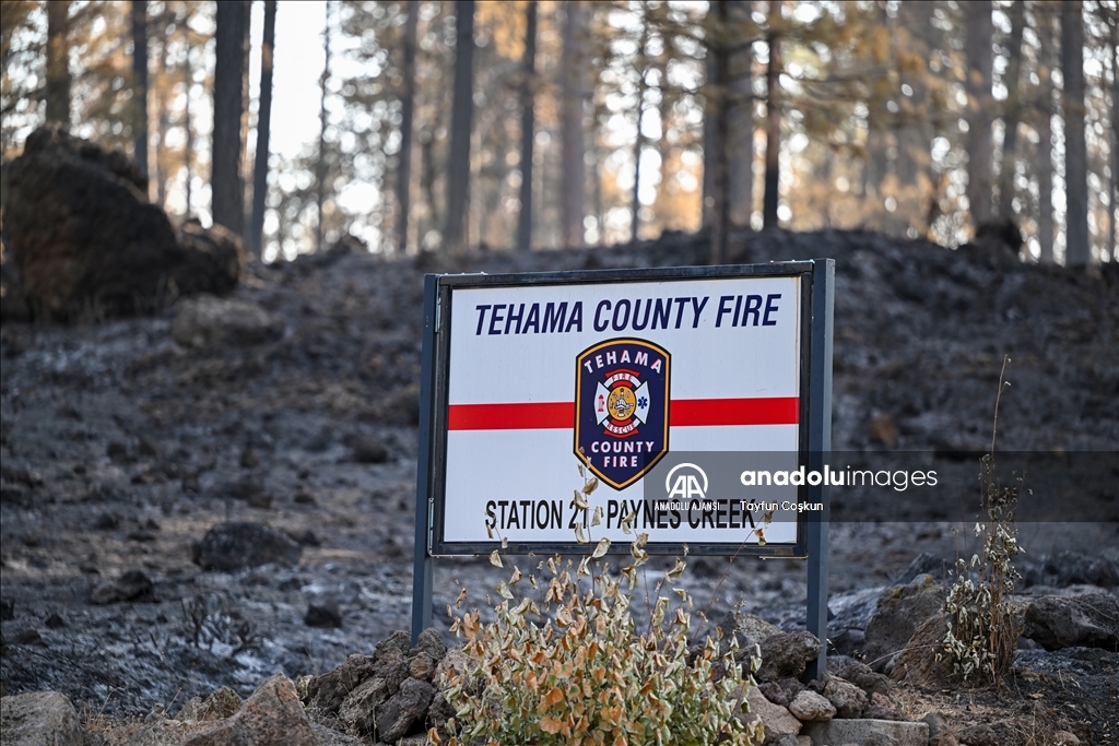 ABD'de 94 farklı bölgede çıkan orman yangınları sürüyor