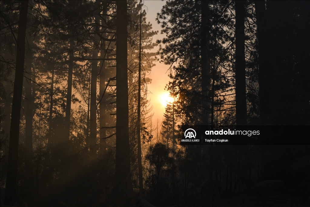 ABD'de 94 farklı bölgede çıkan orman yangınları sürüyor