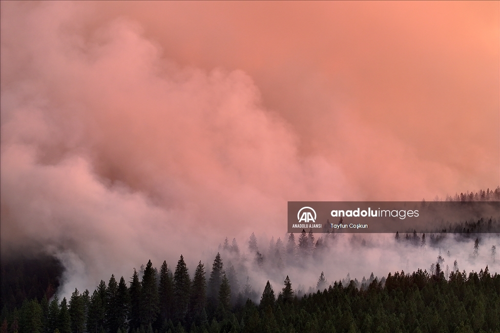 ABD'de 94 farklı bölgede çıkan orman yangınları sürüyor