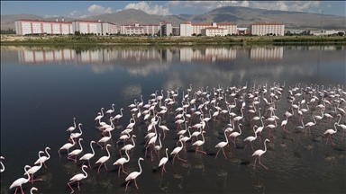 Akkaya Barajı gölü flamingolara ev sahipliği yapıyor