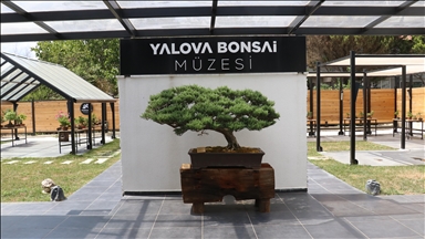 Uzak Doğu'nun minyatür ağaç kültürü Yalova'daki bonsai müzesinde yaşatılıyor