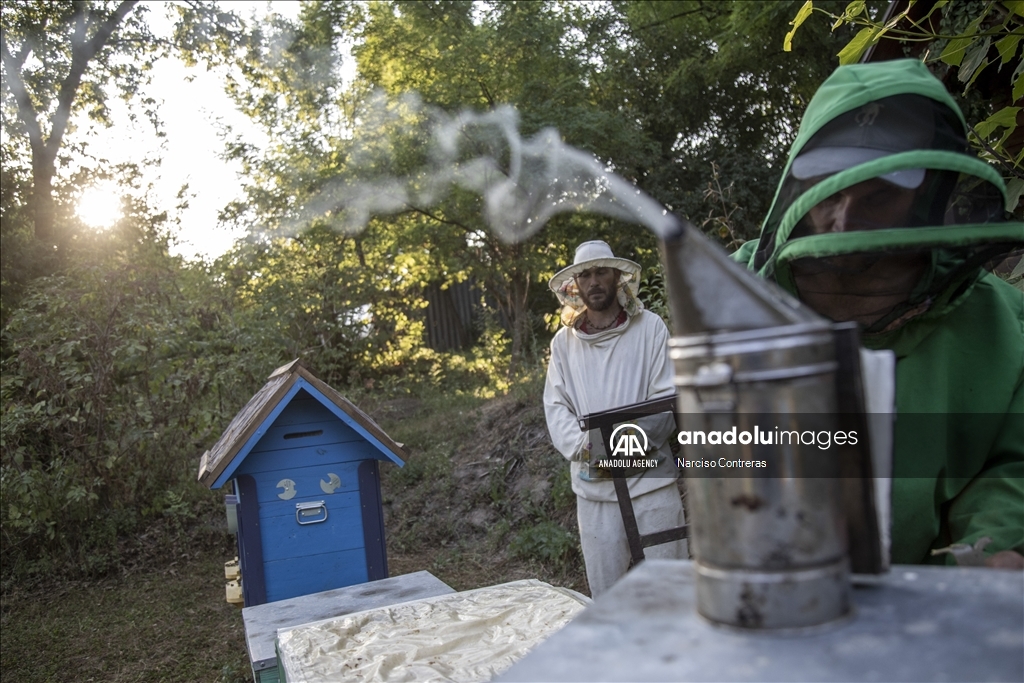 Bee farming amidst ongoing war in Ukraine's Kharkiv region 