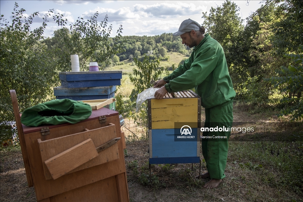 Bee farming amidst ongoing war in Ukraine's Kharkiv region 