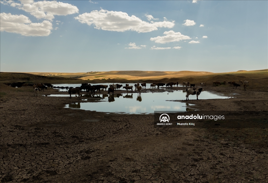 Buffaloes in Turkiye's Diyarbakir cool off in ponds to escape the heat