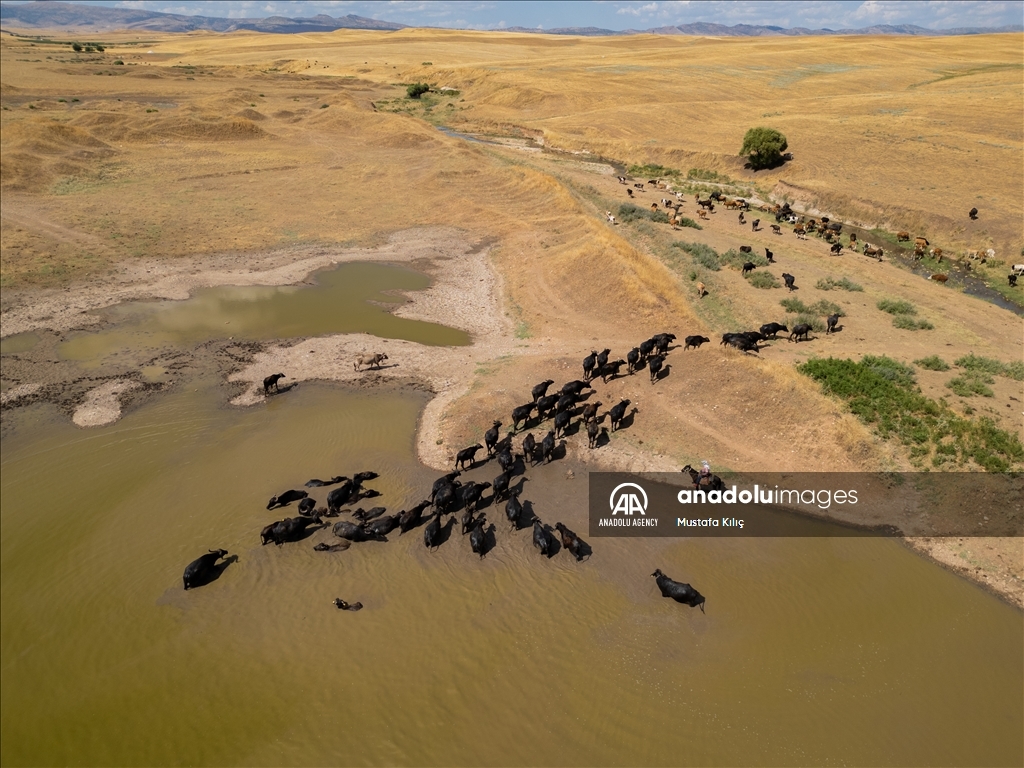 Buffaloes in Turkiye's Diyarbakir cool off in ponds to escape the heat