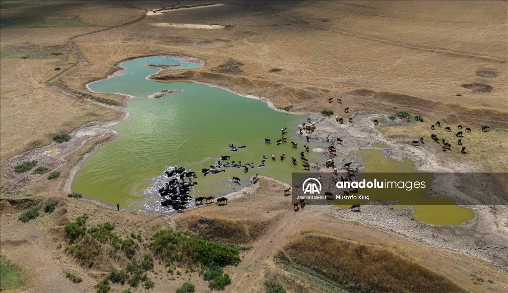 Buffaloes in Turkiye's Diyarbakir cool off in ponds to escape the heat