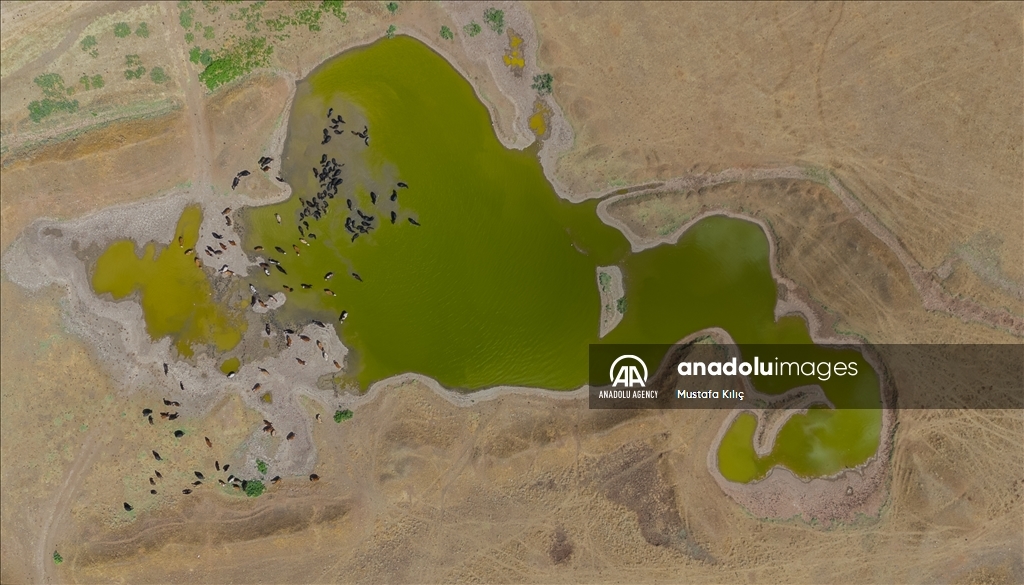 Buffaloes in Turkiye's Diyarbakir cool off in ponds to escape the heat