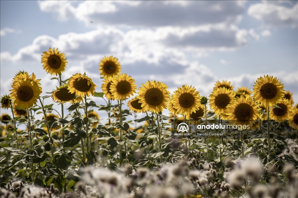 Bee farming amidst ongoing war in Ukraine's Kharkiv region 