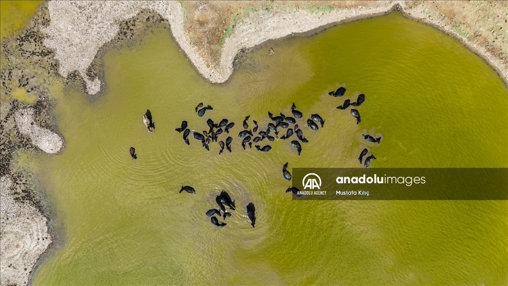 Buffaloes in Turkiye's Diyarbakir cool off in ponds to escape the heat