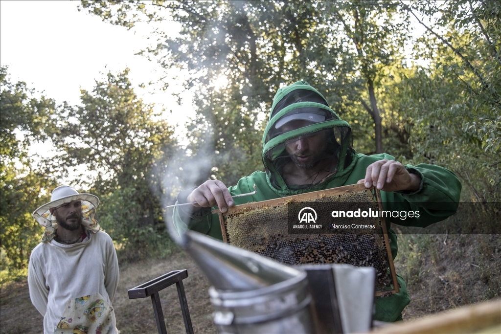 Bee farming amidst ongoing war in Ukraine's Kharkiv region 