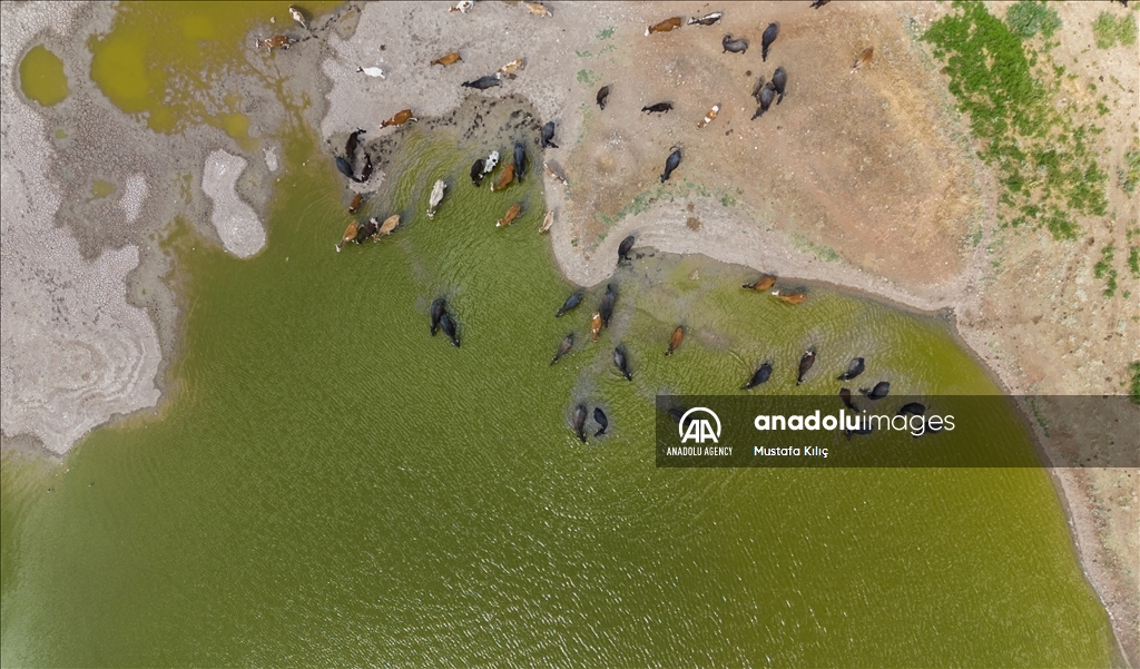 Buffaloes in Turkiye's Diyarbakir cool off in ponds to escape the heat